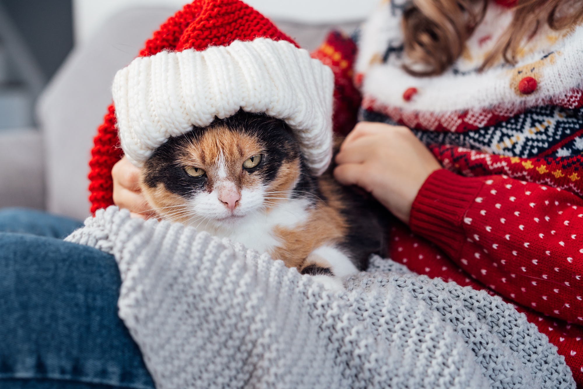 Sullen, grumpy multicolored Cat in Santa Hat lying on the female owner knees. Xmas animals.