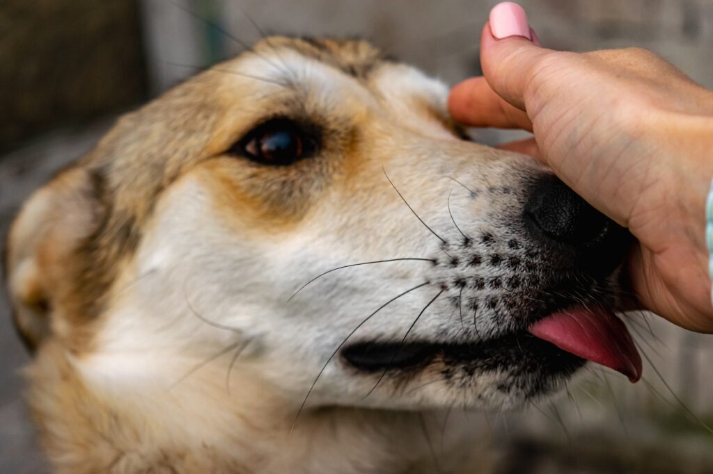 A young dog from an animal shelter licks a woman's hand, which strokes her.