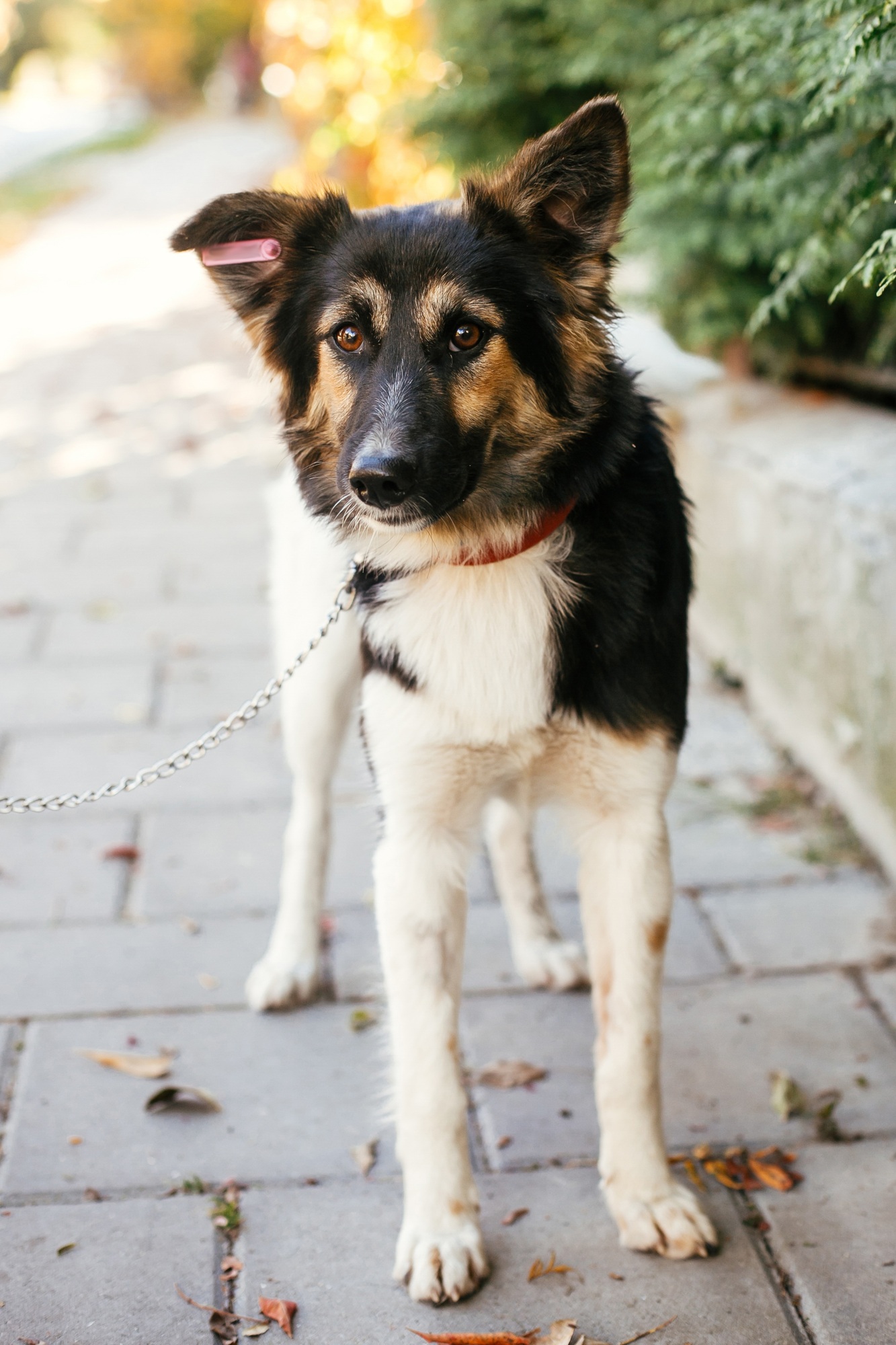 Cute fluffy dog walking with volunteer in summer day in park
